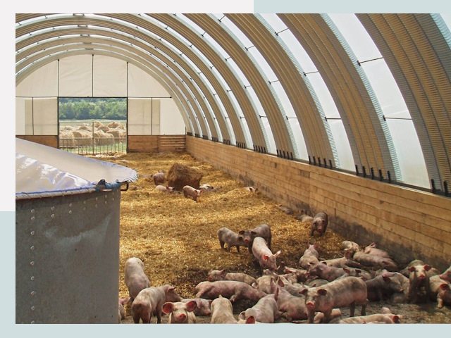 Строительство свинарников в Кимрах